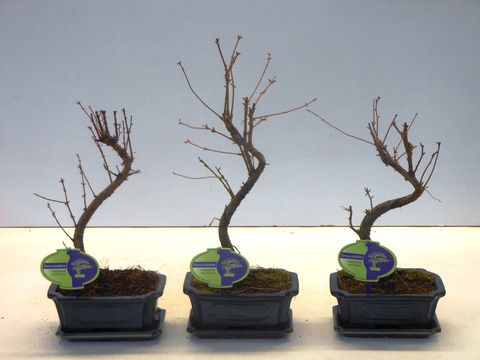 Metasequoia glyptostroboides