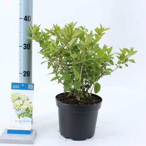 Hydrangea paniculata 'Bombshell' (About Plants Zundert BV)