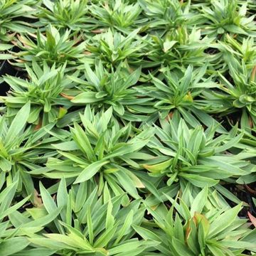 Armeria pseudarmeria 'Ballerina Purple Rose'