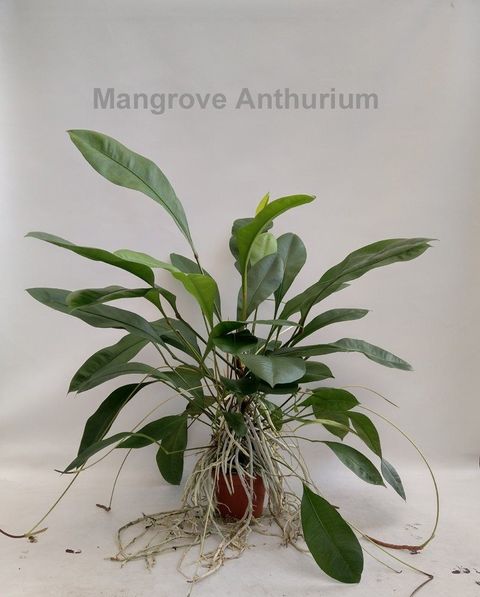 Anthurium gracile