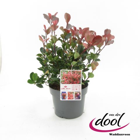 Фотиния x fraseri 'Little Fenna'