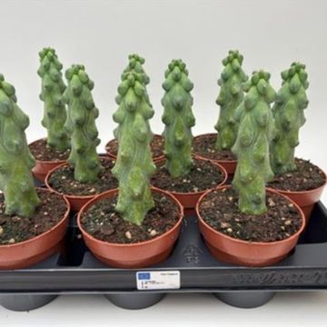 Myrtillocactus geometrizans cristata