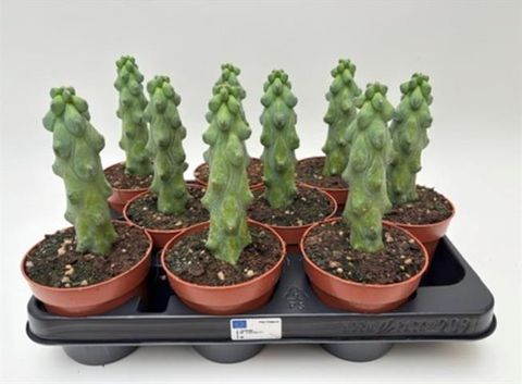 Myrtillocactus geometrizans cristata