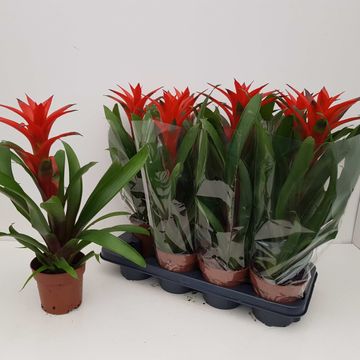 Guzmania 'Amoretto'