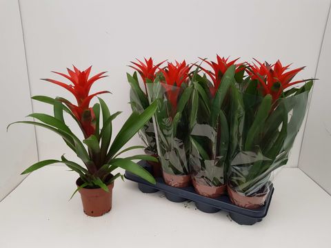 Guzmania 'Amoretto'