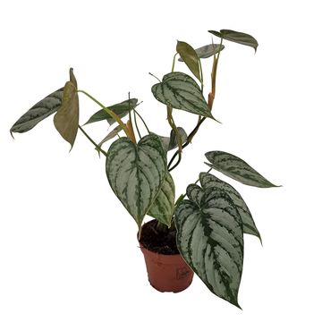 Philodendron brandtianum