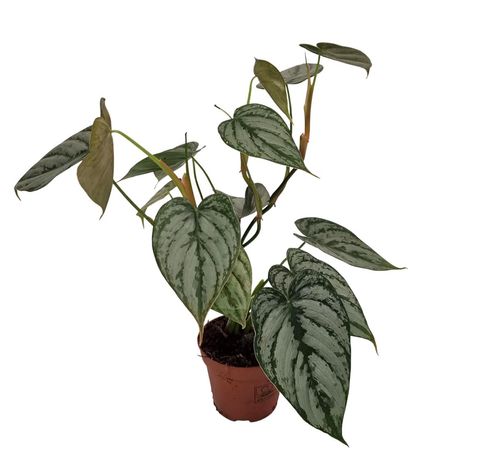 Philodendron brandtianum