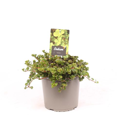 Sedum makinoi