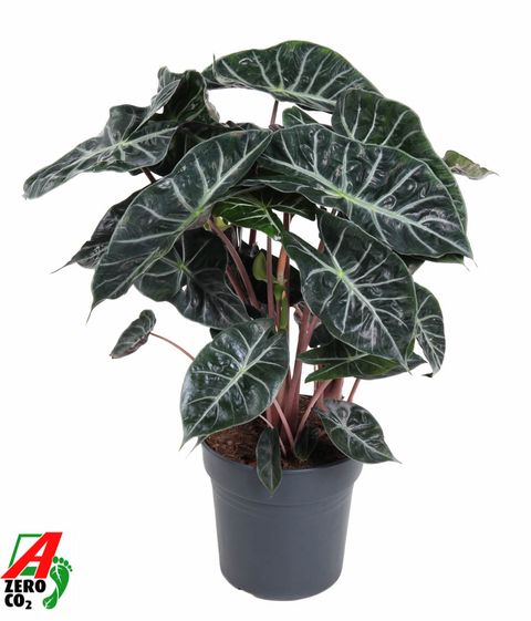 Alocasia 'Pink Dragon'