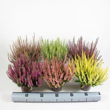 Calluna vulgaris GARDEN GIRLS MIX