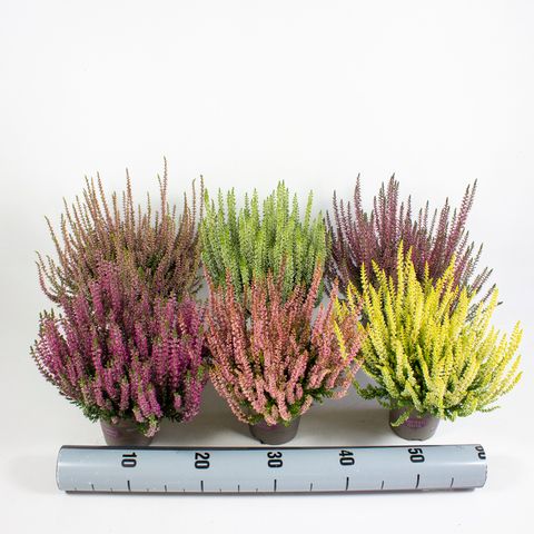 Calluna vulgaris GARDEN GIRLS MIX