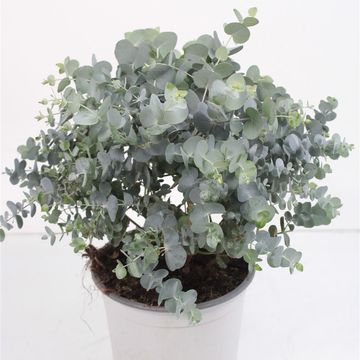 Eucalyptus cinerea 'Сильвер Доллар'