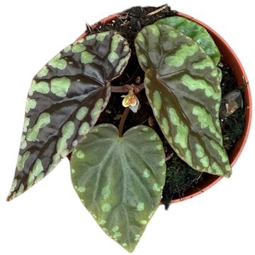 Phaseolus filiformis