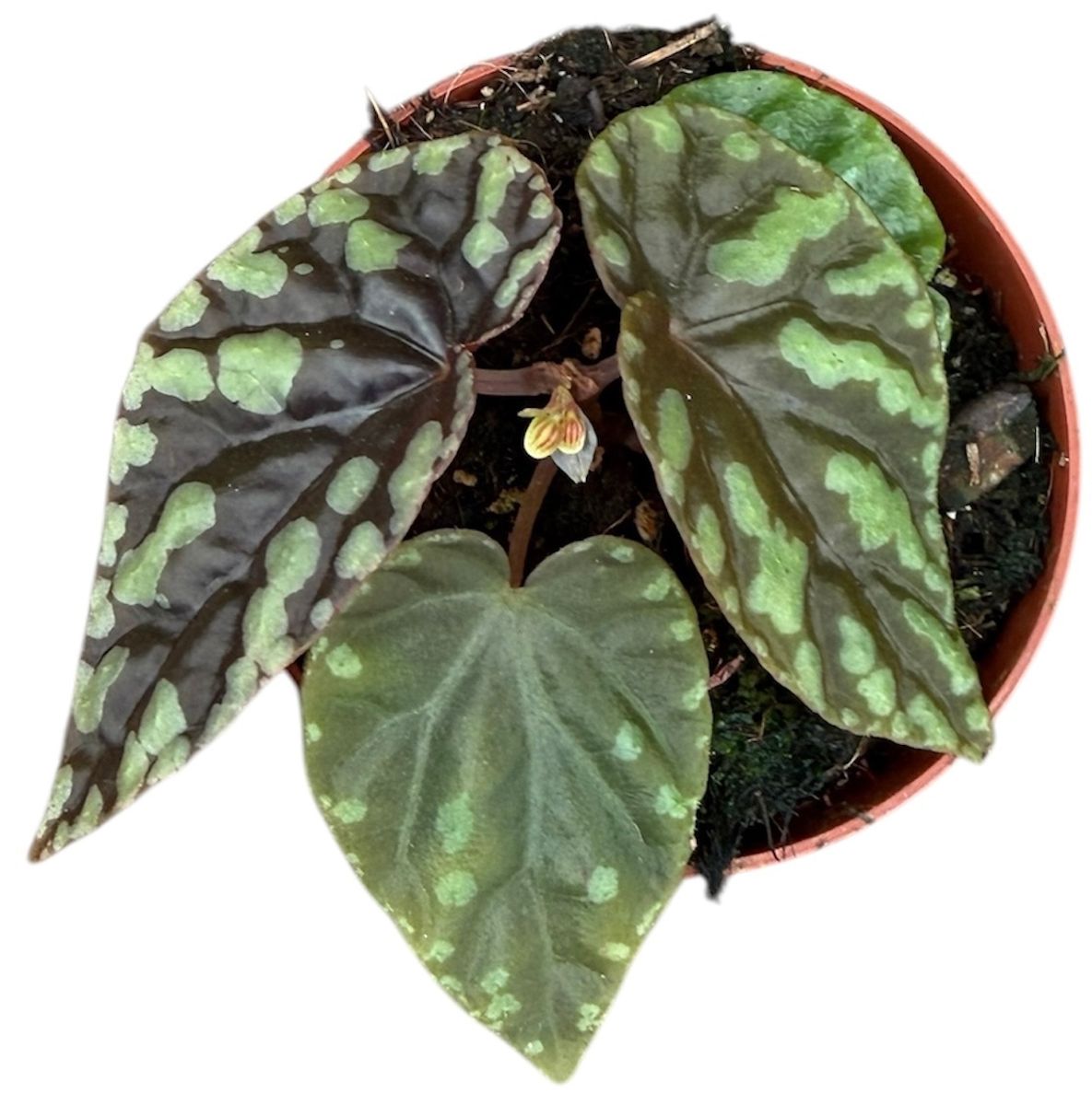 Begonia filiformis — Plant Wholesale FlorAccess