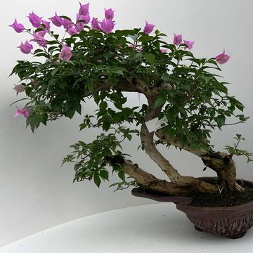 Bougainvillea glabra