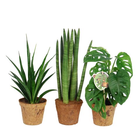 Plantas de interior MIX