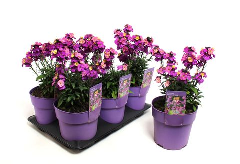 Erysimum LEYA PURPLE GLOW