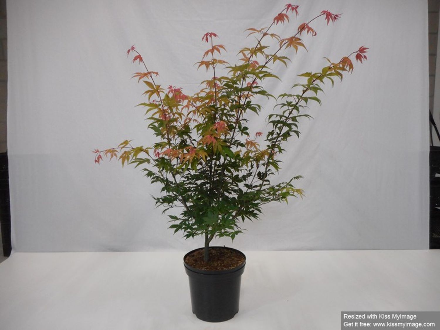 Acer palmatum 'Ôsakazuki' — Plant Wholesale FlorAccess