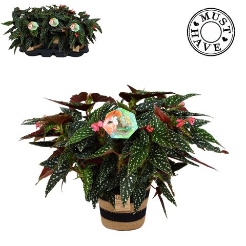 Begonia maculata 'Spotlight Green'