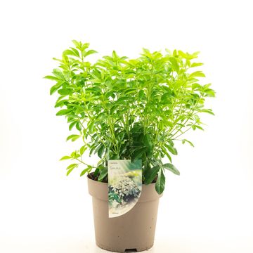 Choisya ternata
