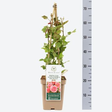 Rosa PRINCESS ALEXANDRA OF KENT