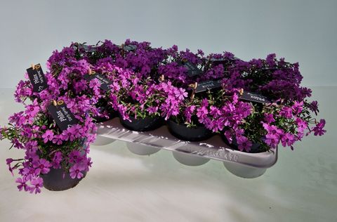 Phlox subulata