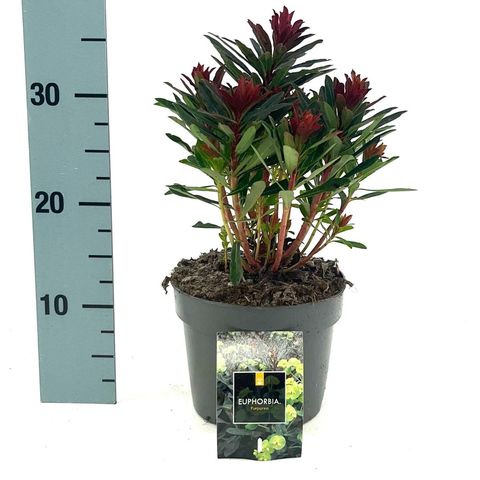 Euphorbia amygdaloides 'Purpurea'