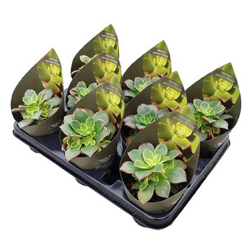 Aeonium decorum 'Tricolor'