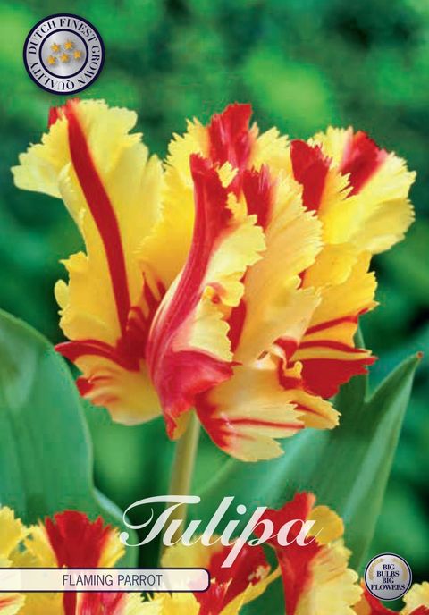 Tulipa 'Flaming Parrot'