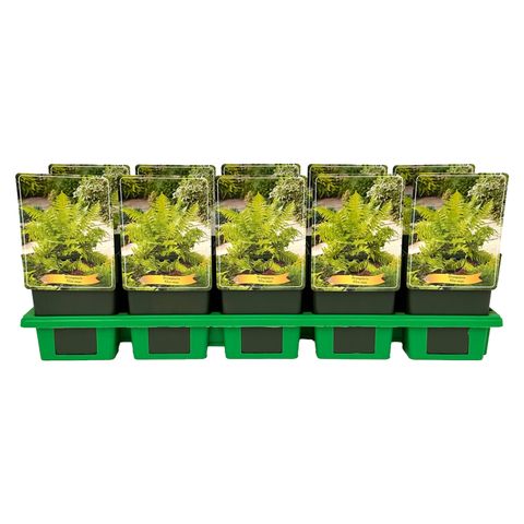 Dryopteris filix-mas