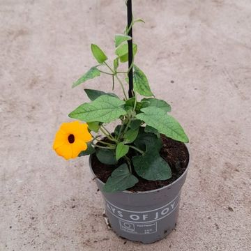 Thunbergia alata 'Orange Energy Black Eye'