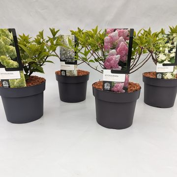 Hydrangea paniculata MIX