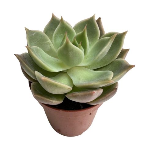 Echeveria 'Violet Queen'