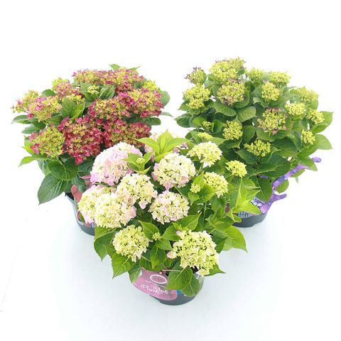 Hydrangea macrophylla MUSIC COLLECTION MIX