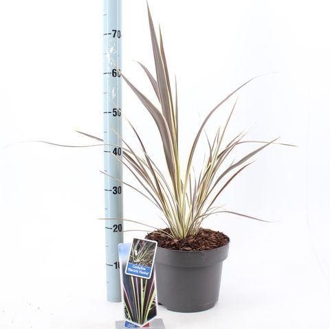 Cordyline banksii ELECTRIC FLASH