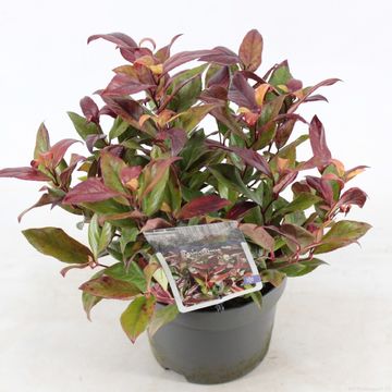 Leucothoe 'Zeblid'