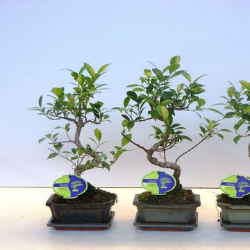 Ficus retusa