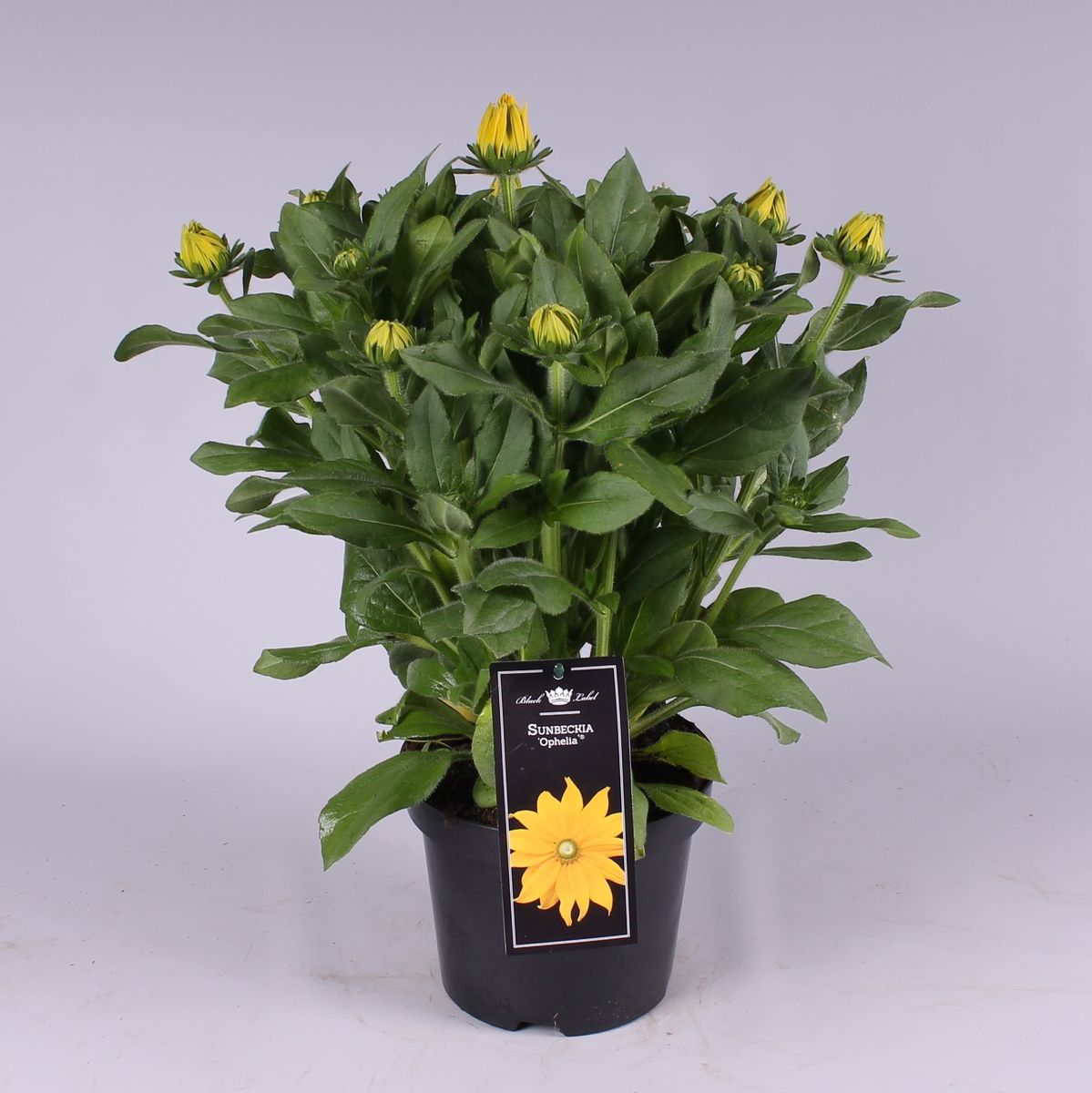 Rudbeckia hirta SUNBECKIA OPHELIA — Plant Wholesale FlorAccess