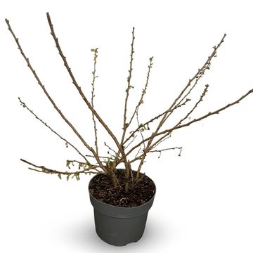 Prunus x subhirtella 'Autumnalis Rosea'