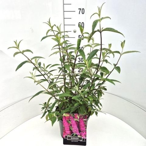 Buddleja davidii 'Роял Ред'