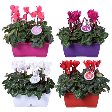 Cyclamen persicum SUPER SERIE S ALLURE MIX