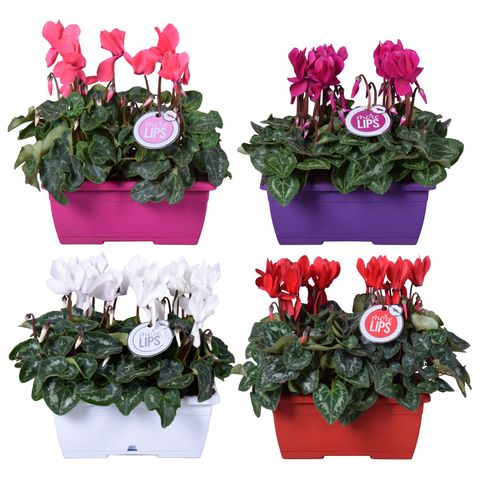 Cyclamen persicum SUPER SERIE S ALLURE MIX