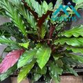Calathea rufibarba