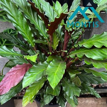 Calathea rufibarba