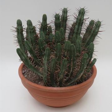 Euphorbia enopla
