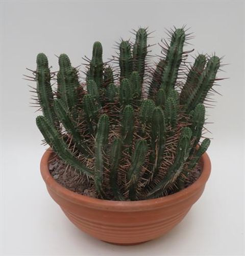 Euphorbia enopla