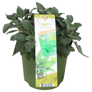 Salvia elegans 'Pino'