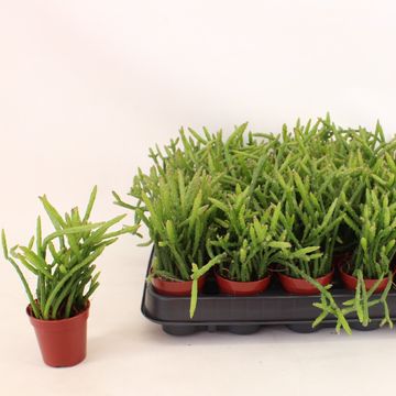 Selenicereus wercklei