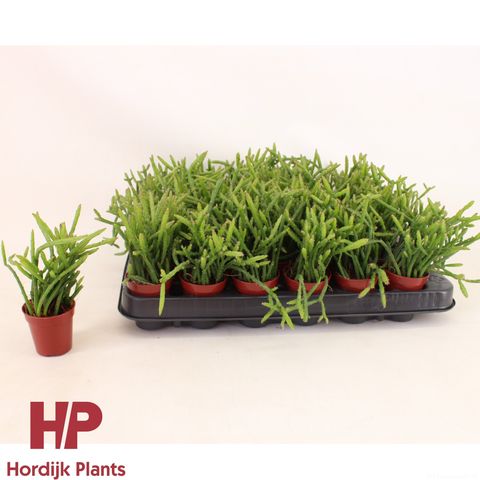 Selenicereus wercklei