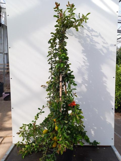 Chaenomeles japonica 'Cido Red'